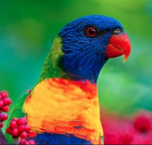 Melbourne wine tour - parrot