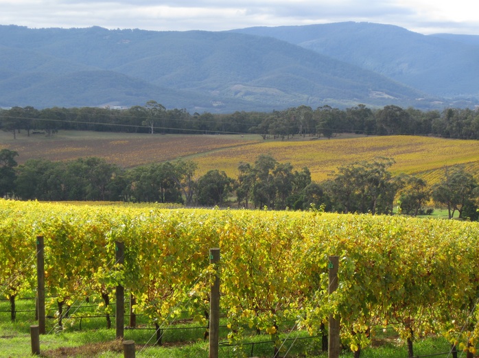 Killara Estate Vineyard Yarra Valley
