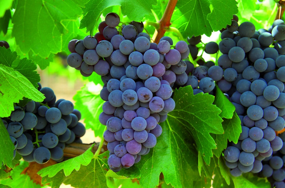 Fergusson Yarra Valley – Melbourne wine tour